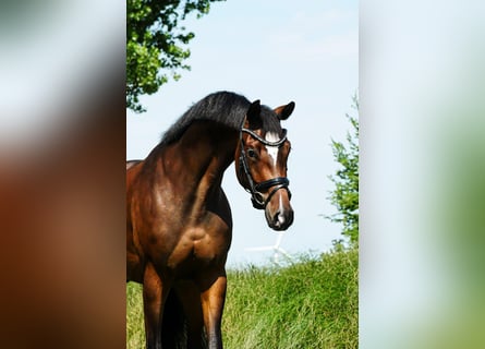 KWPN, Klacz, 4 lat, 167 cm, Ciemnogniada