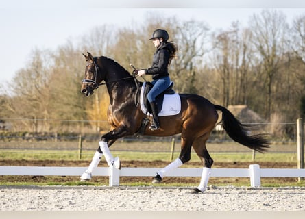 KWPN, Klacz, 4 lat, 168 cm, Ciemnogniada