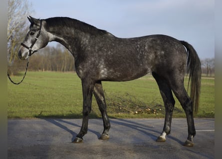 KWPN, Klacz, 4 lat, 168 cm, Siwa