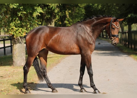 KWPN, Klacz, 4 lat, 169 cm, Gniada