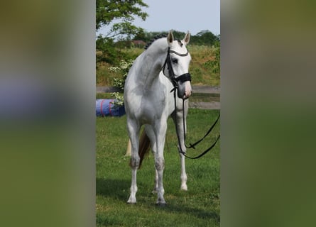 KWPN, Klacz, 4 lat, 170 cm, Biała