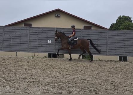 KWPN, Klacz, 4 lat, 170 cm, Gniada