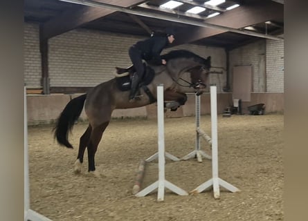 KWPN, Klacz, 4 lat, 170 cm, Gniada