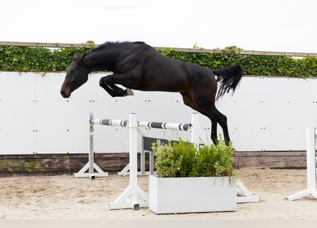 KWPN, Klacz, 4 lat, 172 cm, Ciemnogniada