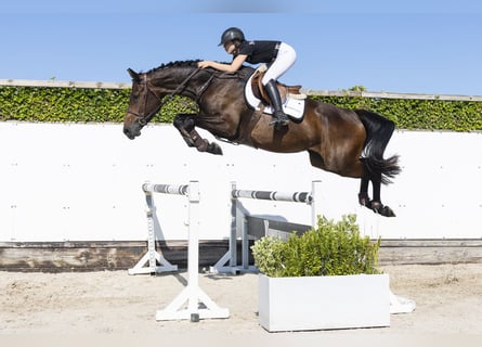 KWPN, Klacz, 4 lat, 172 cm, Ciemnogniada