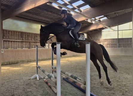 KWPN, Klacz, 4 lat, 172 cm, Gniada