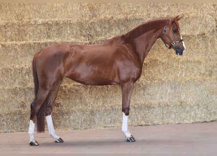 KWPN, Klacz, 4 lat, 175 cm, Ciemnokasztanowata