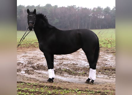 KWPN, Klacz, 5 lat, 158 cm, Kara