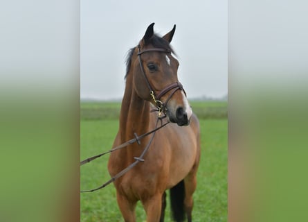 KWPN, Klacz, 5 lat, 160 cm, Gniada