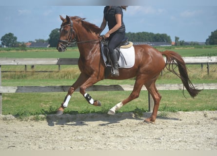 KWPN, Klacz, 5 lat, 161 cm, Kasztanowata
