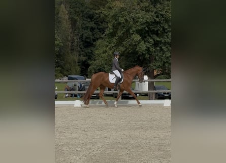 KWPN Mix, Klacz, 5 lat, 165 cm, Kasztanowata
