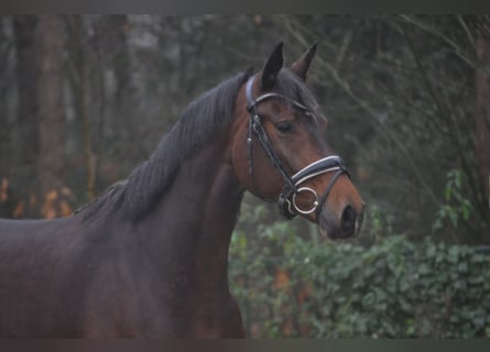 KWPN, Klacz, 5 lat, 166 cm, Gniada