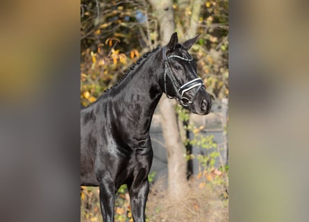 KWPN, Klacz, 5 lat, 166 cm, Kara