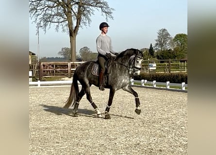 KWPN, Klacz, 5 lat, 166 cm, Stalowosiwy