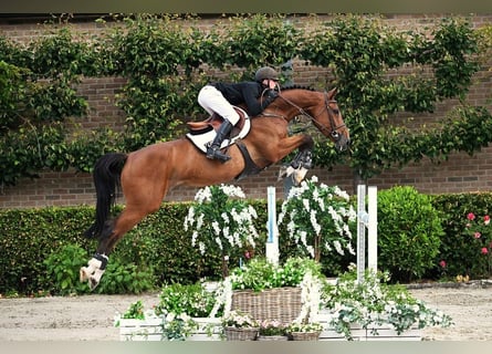 KWPN, Klacz, 5 lat, 167 cm, Gniada