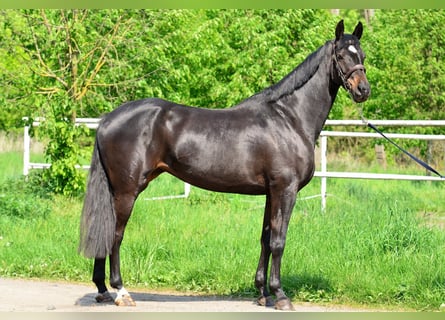 KWPN, Klacz, 5 lat, 167 cm, Skarogniada