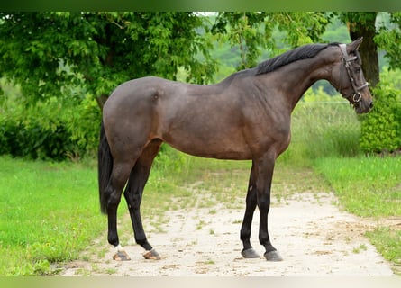 KWPN, Klacz, 5 lat, 167 cm, Skarogniada