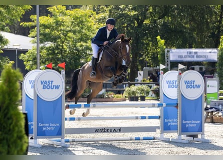 KWPN, Klacz, 5 lat, 168 cm, Gniada
