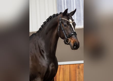 KWPN, Klacz, 5 lat, 168 cm, Skarogniada