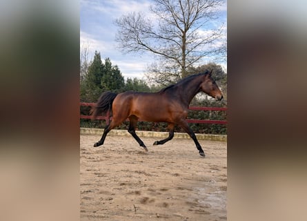 KWPN, Klacz, 5 lat, 169 cm, Gniada