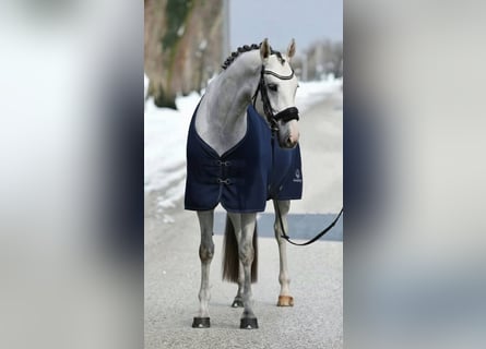 KWPN, Klacz, 5 lat, 170 cm, Biała