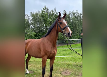 KWPN, Klacz, 5 lat, 170 cm, Jasnogniada