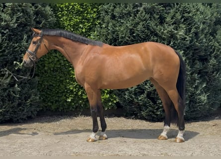 KWPN, Klacz, 5 lat, 171 cm, Gniada