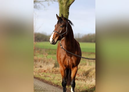 KWPN, Klacz, 5 lat, 172 cm, Gniada