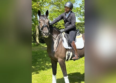 KWPN, Klacz, 5 lat, 172 cm, Skarogniada