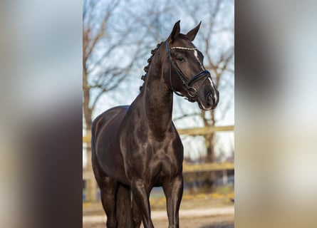 KWPN Mix, Klacz, 6 lat, 154 cm, Ciemnokasztanowata