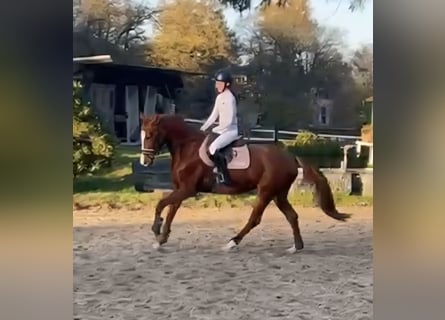 KWPN, Klacz, 6 lat, 161 cm, Kasztanowata