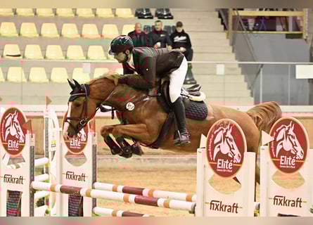 KWPN, Klacz, 6 lat, 163 cm, Kasztanowata