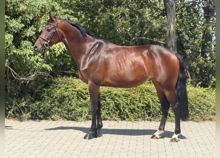 KWPN, Klacz, 6 lat, 165 cm, Ciemnogniada