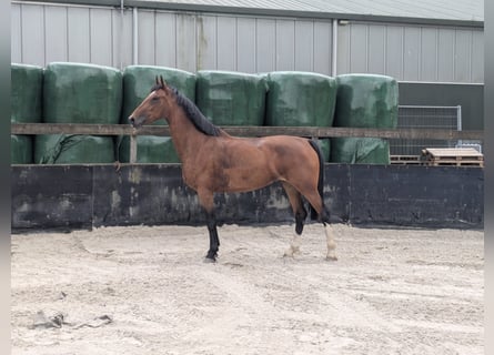 KWPN, Klacz, 6 lat, 165 cm, Gniada