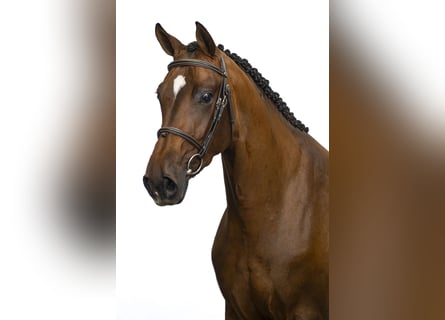 KWPN, Klacz, 6 lat, 166 cm, Gniada