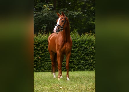 KWPN, Klacz, 6 lat, 168 cm, Kasztanowata