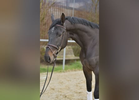 KWPN, Klacz, 6 lat, 170 cm, Ciemnogniada