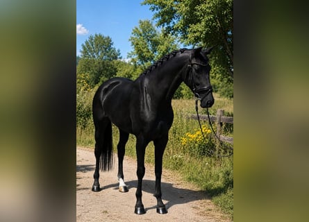 KWPN, Klacz, 6 lat, 170 cm, Kara