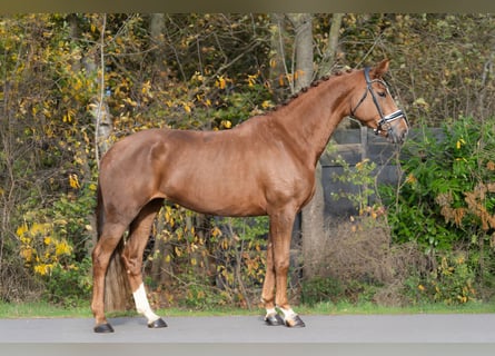 KWPN, Klacz, 6 lat, 170 cm, Kasztanowata