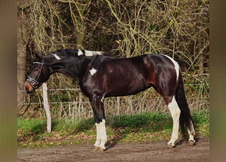 KWPN, Klacz, 6 lat, 171 cm, Srokata