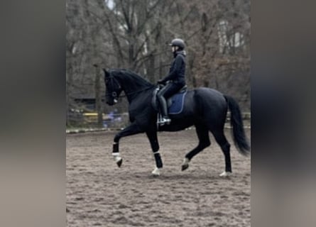 KWPN, Klacz, 6 lat, 175 cm, Kara