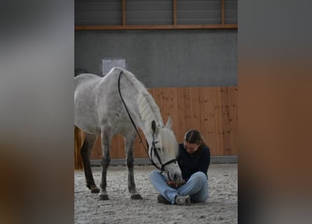 KWPN, Klacz, 7 lat, 142 cm, Siwa jabłkowita