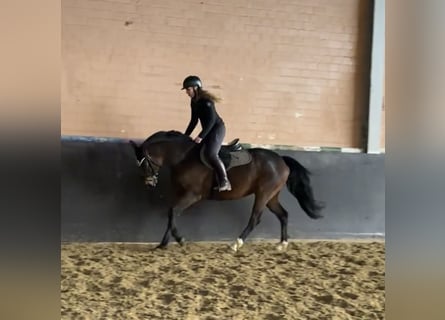 KWPN, Klacz, 7 lat, 159 cm, Ciemnogniada