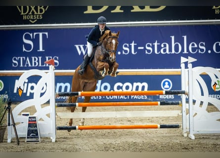 KWPN, Klacz, 7 lat, 160 cm, Cisawa