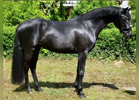 KWPN, Klacz, 7 lat, 162 cm, Kara