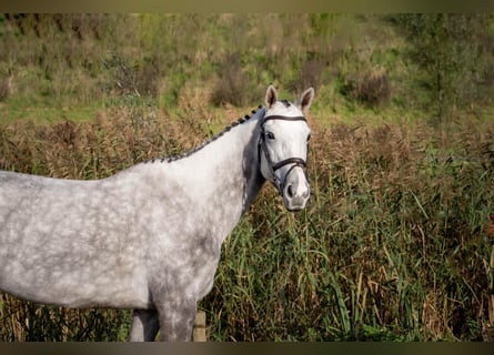 KWPN, Klacz, 7 lat, 163 cm, Siwa