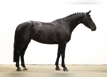 KWPN, Klacz, 7 lat, 167 cm