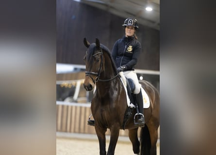 KWPN, Klacz, 7 lat, 167 cm