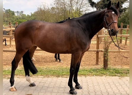 KWPN, Klacz, 7 lat, 168 cm, Ciemnogniada