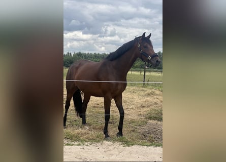 KWPN, Klacz, 7 lat, 168 cm, Gniada